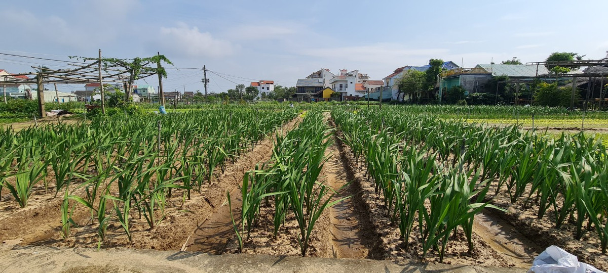 Và cả những loại hoa được nhiều người yêu thích như cúc, lay ơn...