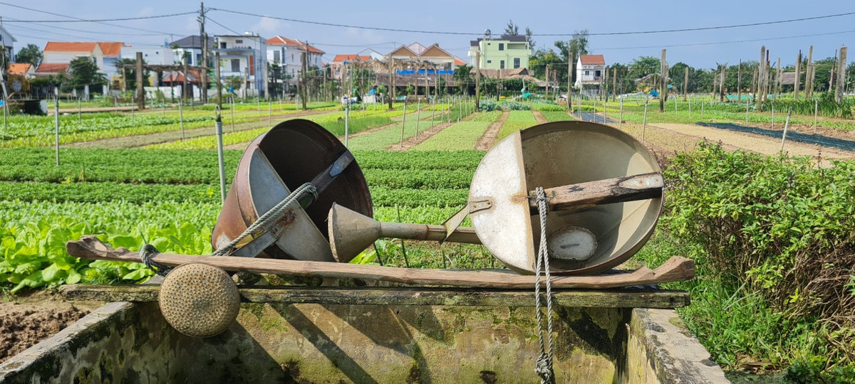 Cũng nhờ phương pháp thủ công này mà nghề trồng rau ở đây cho ra thành phẩm rau siêu sạch, nổi tiếng cả vùng.