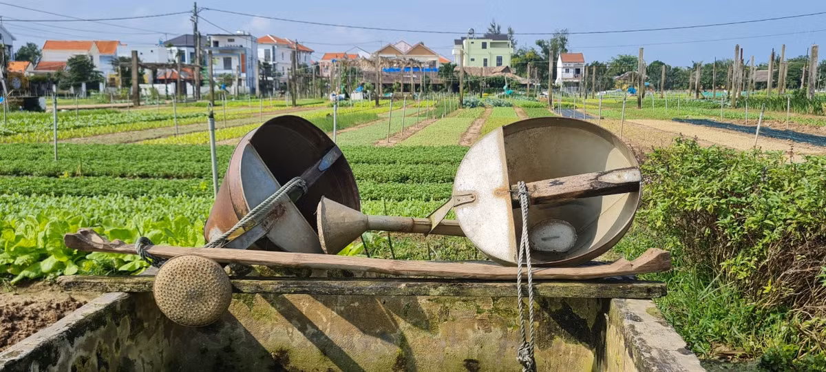 Cũng nhờ phương pháp thủ công này mà nghề trồng rau ở đây cho ra thành phẩm rau siêu sạch, nổi tiếng cả vùng.