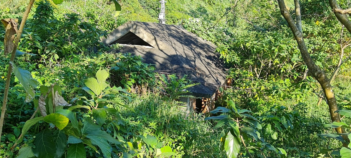 Nhiều căn biệt thự "mất hút" sau đám cây cỏ dại um tùm.