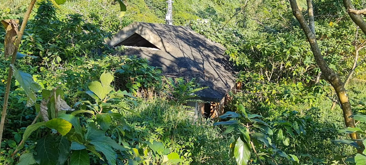 Nhiều căn biệt thự "mất hút" sau đám cây cỏ dại um tùm.