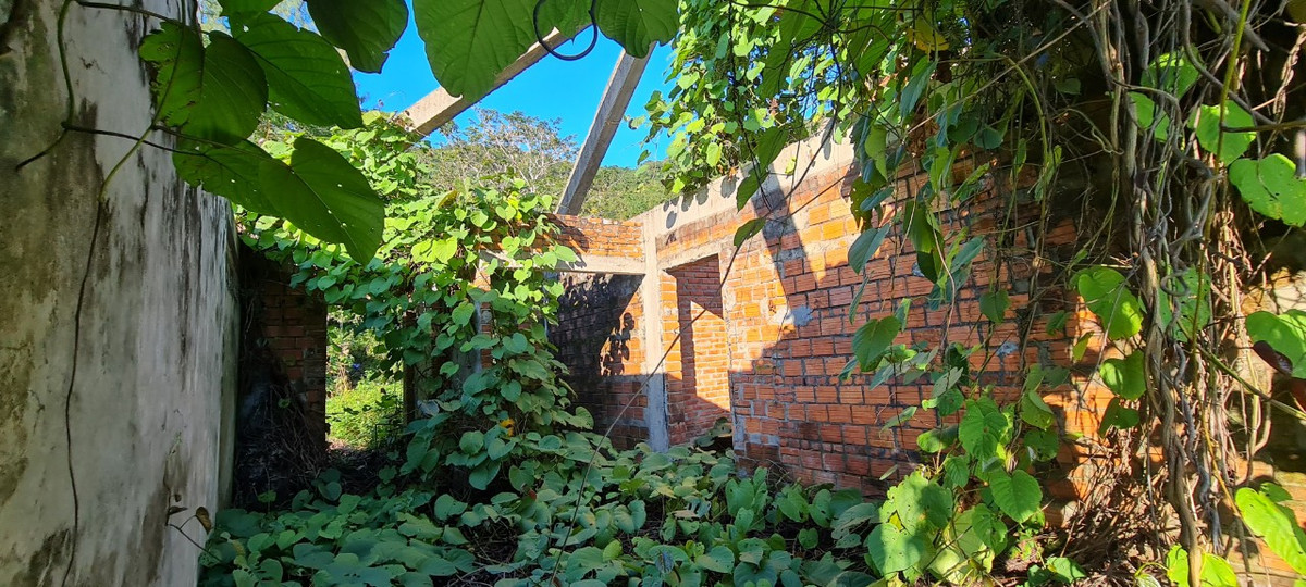 Bên trong dây leo bò ngổn ngang từ sàn đến nóc.