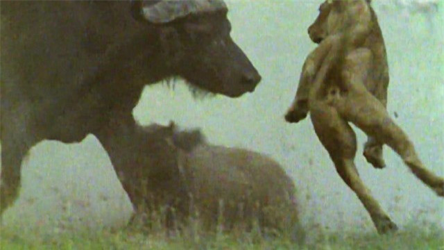 Clip: Châu rừng dũng cảm húc bay sư tử bảo vệ con Clip: Chau rung dung cam huc bay su tu bao ve con