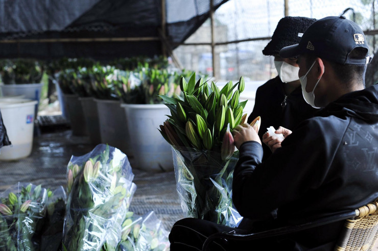 Hoa no som, nguoi dan voi thu hoach de bao quan nha lanh-Hinh-7