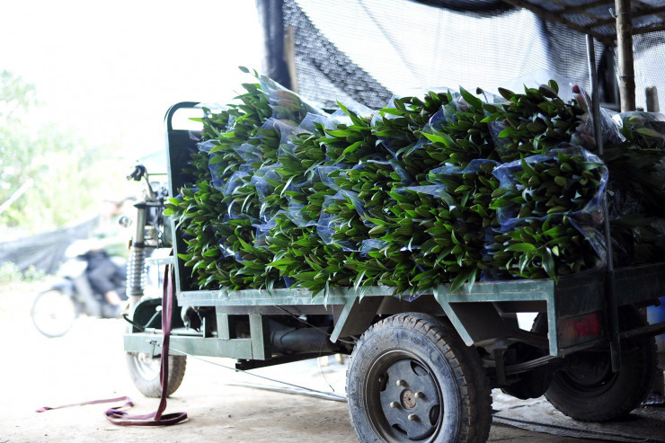 Hoa no som, nguoi dan voi thu hoach de bao quan nha lanh-Hinh-9