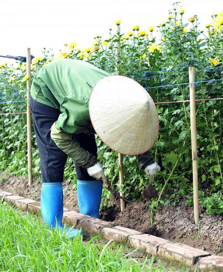 Hoa no som, nguoi dan voi thu hoach de bao quan nha lanh-Hinh-2