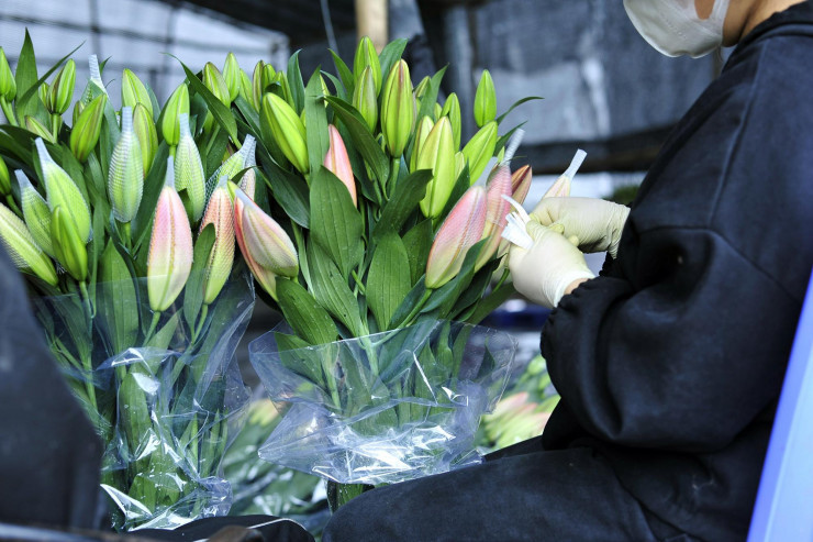 Hoa no som, nguoi dan voi thu hoach de bao quan nha lanh-Hinh-8