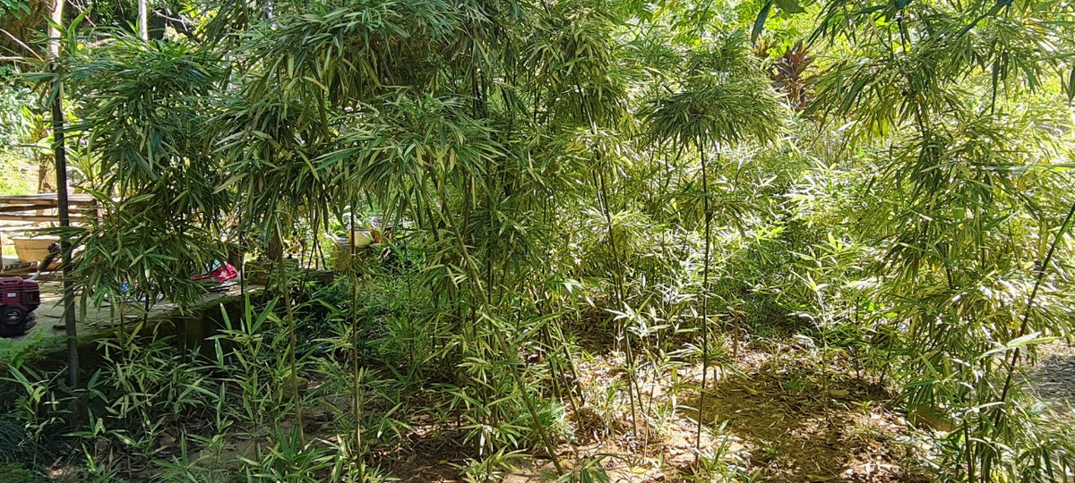 "Mỗi khi có người báo tin có giống tre chưa có trong vườn, tôi đích thân đi kiểm tra và xin gốc để mang về trồng.”, thầy Tường tâm sự.