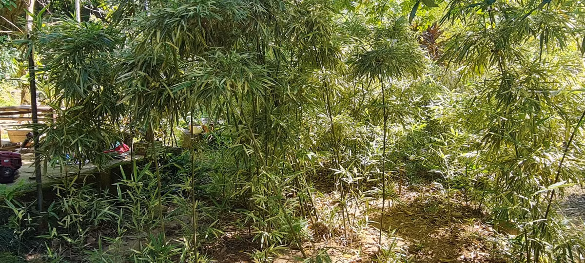 "Mỗi khi có người báo tin có giống tre chưa có trong vườn, tôi đích thân đi kiểm tra và xin gốc để mang về trồng.”, thầy Tường tâm sự.