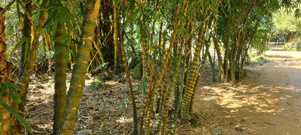 Nằm sâu trong Khu bảo tồn thiên nhiên Sơn Trà, Sơn Trà Tịnh Viên là nơi tập hợp hơn 100 giống tre, trúc quý hiếm.