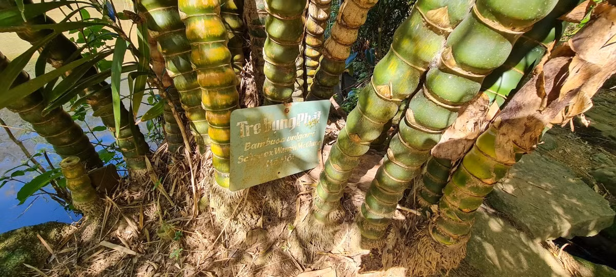 Vị chủ nhân còn cẩn thận đặt những tấm bảng tên mỗi loại tre, trúc cùng nguồn gốc xuất xứ dưới từng gốc tre để du khách có thể tìm hiểu.