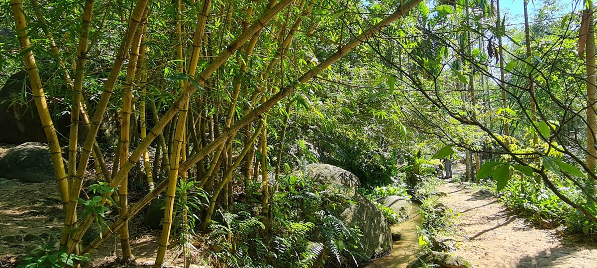 Cơ duyên đến vào năm 2005, thầy được một Phật tử tặng cho 1ha đất ở thung lũng bán đảo Sơn Trà.