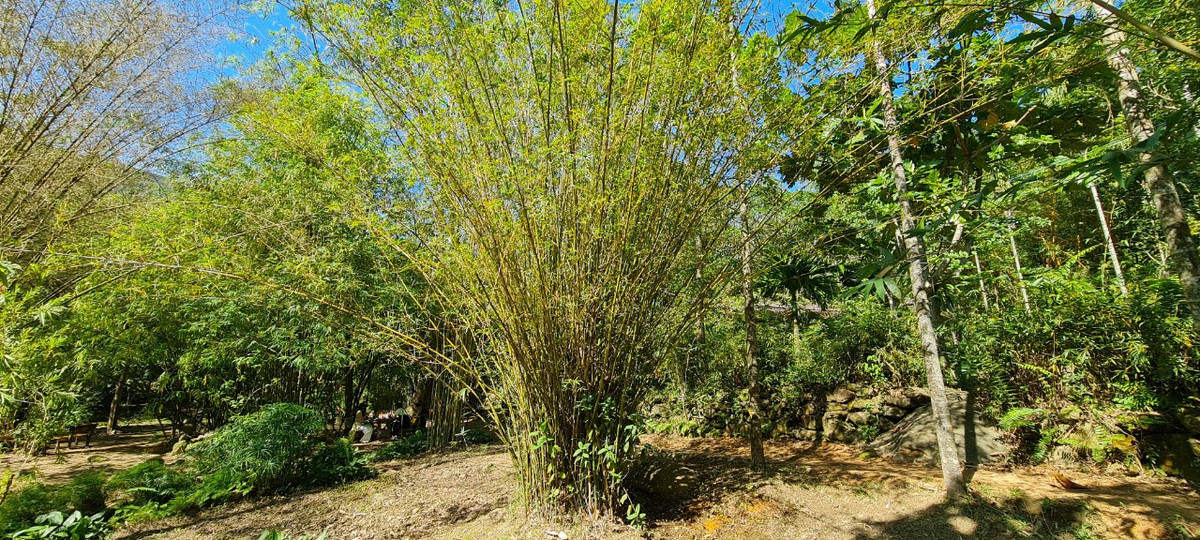 Sơn Trà Tịnh Viên hiện sưu tầm hơn 100 loài, chiếm ⅓ tổng số loài tre, trúc ở Việt Nam, đặc biệt có những giống tre quý hiếm.