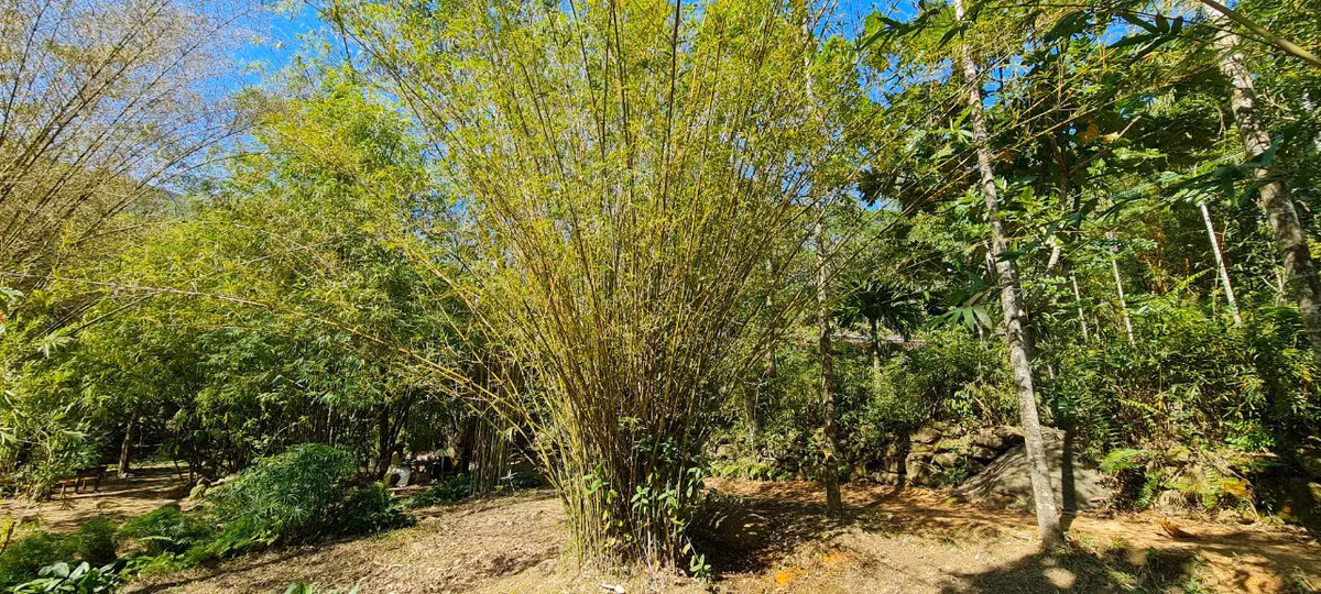 Sơn Trà Tịnh Viên hiện sưu tầm hơn 100 loài, chiếm ⅓ tổng số loài tre, trúc ở Việt Nam, đặc biệt có những giống tre quý hiếm.