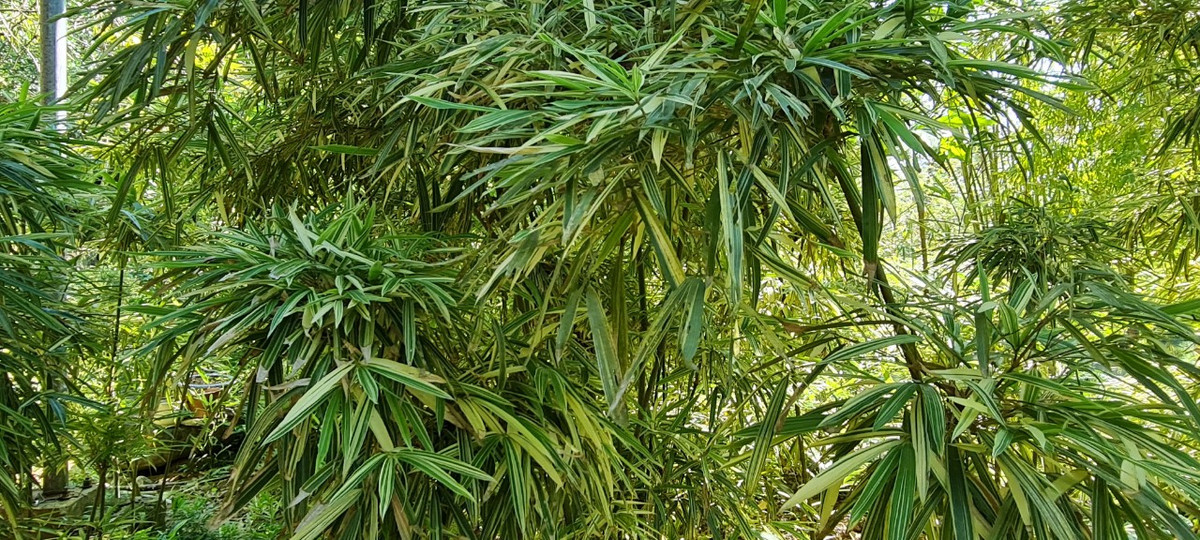 “Tre, trúc có nhiều loại nhưng có một điểm chung là khá dễ trồng, không cầu kỳ tốn công chăm sóc.”