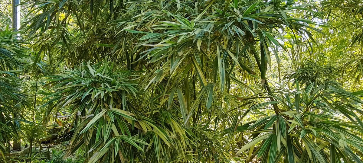 “Tre, trúc có nhiều loại nhưng có một điểm chung là khá dễ trồng, không cầu kỳ tốn công chăm sóc.”