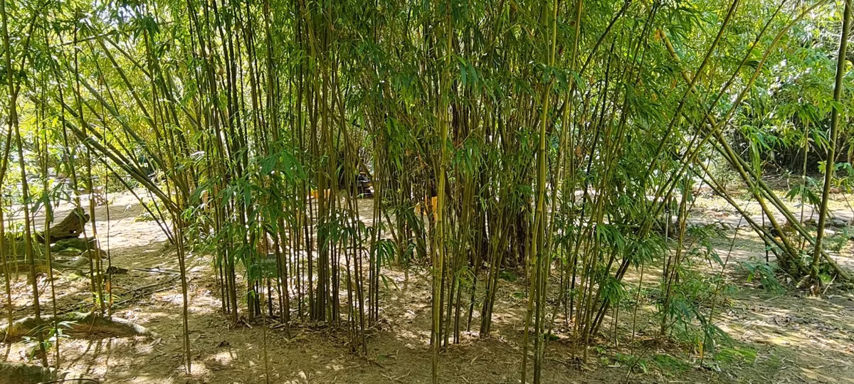 Thầy Tường có niềm đam mê kỳ lạ với tre, loài cây gắn liền với nông thôn Việt Nam cùng tuổi thơ nhiều thế hệ sinh ra, lớn lên từ lũy tre làng.