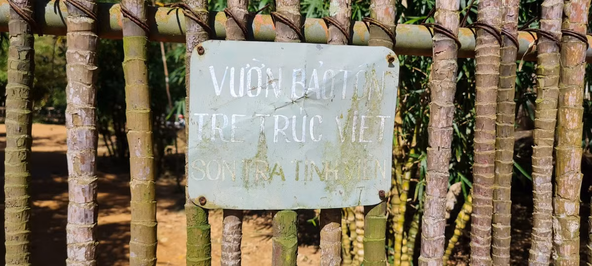  Sơn Trà Tịnh Viên được biết đến là 1 trong 3 khu bảo tồn tre, trúc ở Việt Nam, bên cạnh vườn tre ở Viện Khoa học lâm nghiệp (Phú Thọ) và làng tre Phú An (Bình Dương).