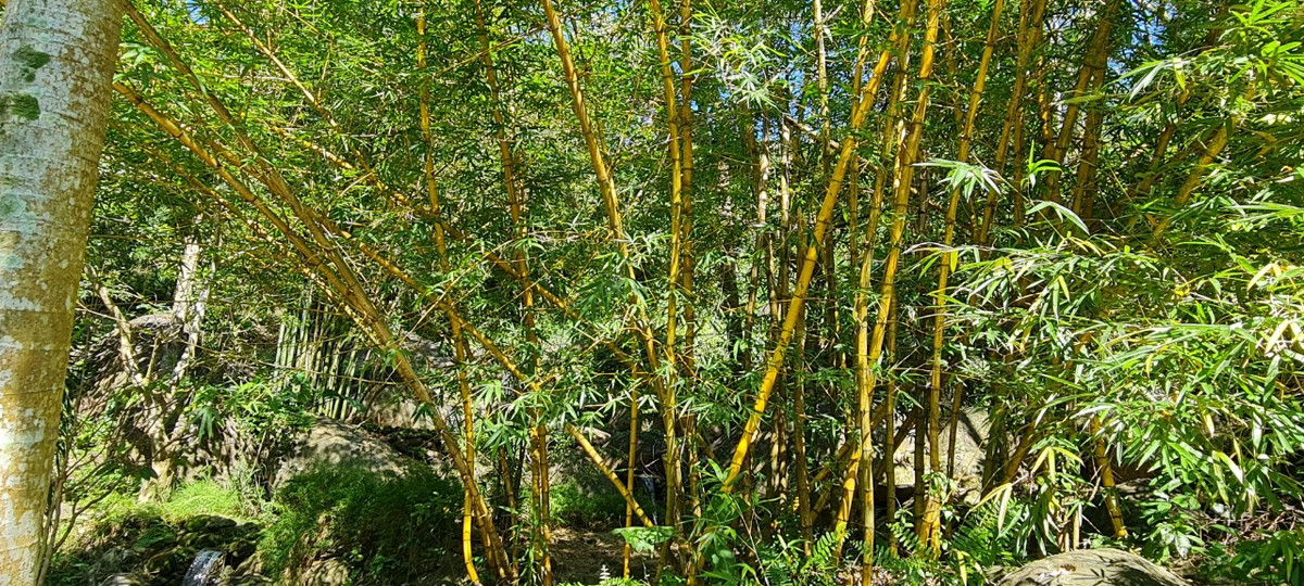 Từ đây, thầy tự mình phát quang đất đai, trồng tre, trúc, đào hồ nước trồng sen tạo nên hệ sinh thái làng quê phong phú.