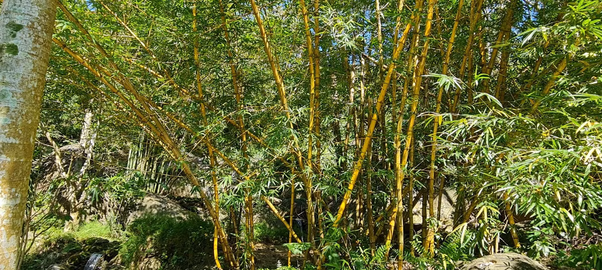 Từ đây, thầy tự mình phát quang đất đai, trồng tre, trúc, đào hồ nước trồng sen tạo nên hệ sinh thái làng quê phong phú.