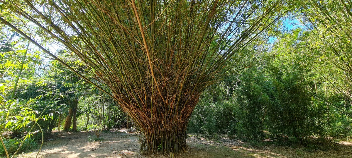 Theo thầy Tường, cùng là loài tre, trúc nhưng mỗi giống, mỗi loài lại có những chi tiết khác nhau mà người tinh ý mới có thể nhận ra.