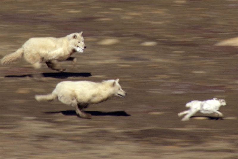 Clip: Nhung pha lang lach cuc dinh giup tho trang thoat chet ngoan muc