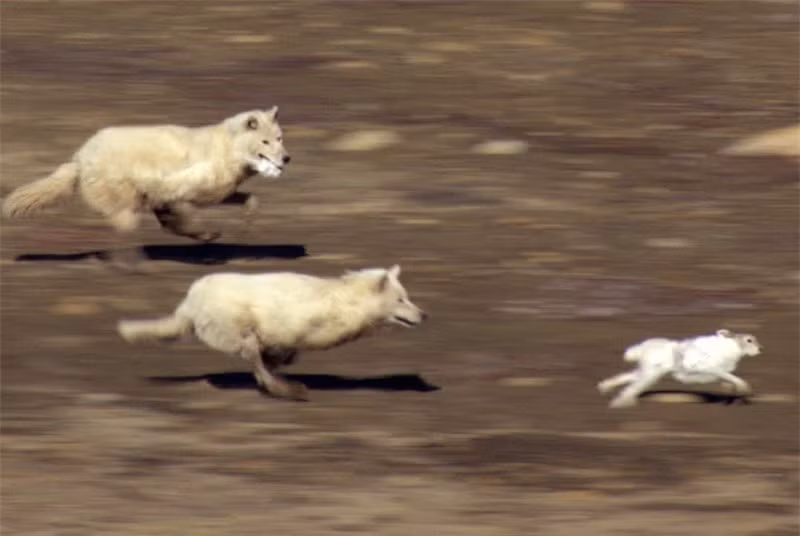 Clip: Nhung pha lang lach cuc dinh giup tho trang thoat chet ngoan muc