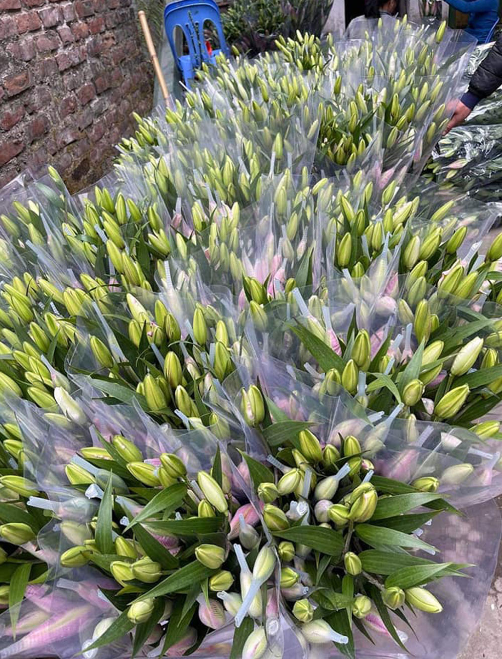 Sap den Tet, gia hoa ly kep bat ngo giam manh-Hinh-2