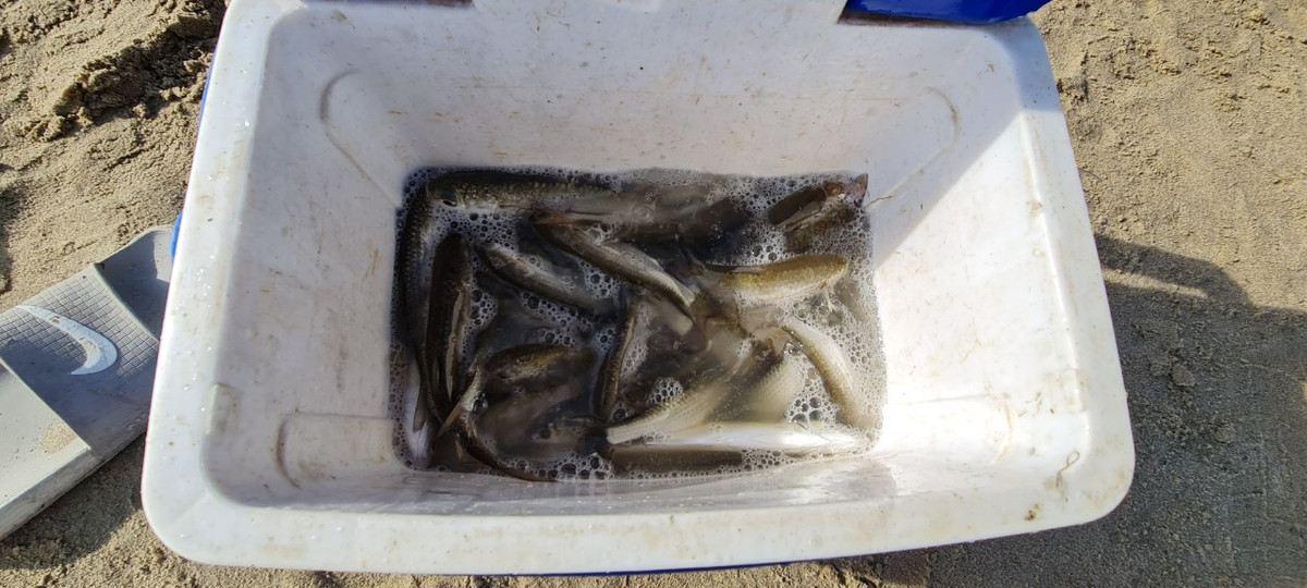 Cá đối thích nhất là bột mỳ nên dễ bị "tóm gọn" bằng "tuyệt chiêu" này.