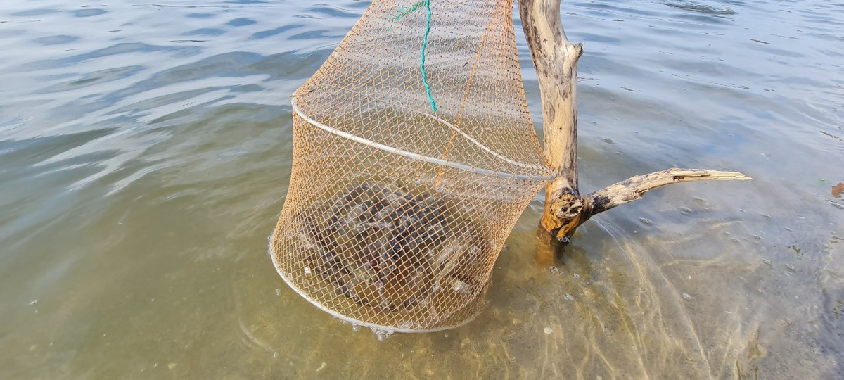 "Cá đối được nhà hàng khá ưa chuộng nên thường có giá khá cao từ 80-130.000 đồng. Mỗi ngày bán 5-6kg cũng kiếm được hơn nửa triệu đồng.", anh Minh chia sẻ.