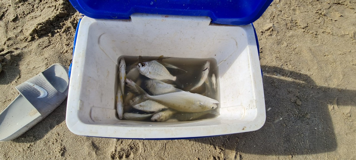 Anh Minh cho biết, cá nhiều nên mỗi chiều anh câu được ít nhất cũng vài cân.