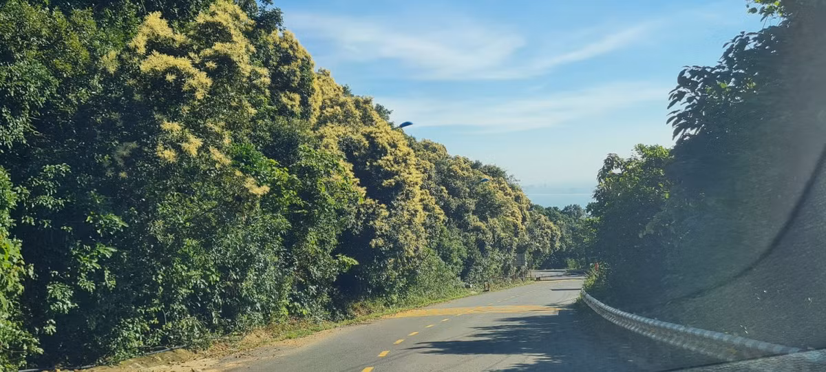 Vẻ đẹp ấn tượng của “nóc nhà” Đà Nẵng khiến bao du khách đổ về thành phố với mong muốn chinh phục tuyệt tác này.