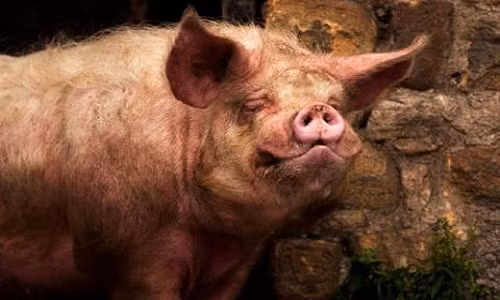 Chuyện lạ hôm nay: Chết tức tưởi vì bị lợn cắn vào "chỗ ấy" Chuyen la hom nay: Chet tuc tuoi vi bi lon can vao "cho ay"