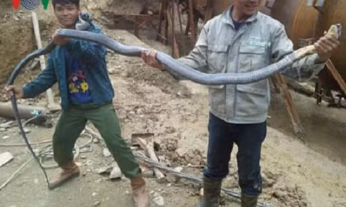 Hai hung canh vay bat ran ho mang dai hon 3m