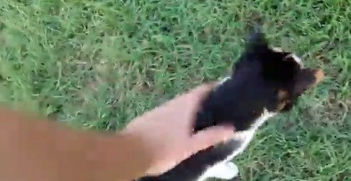 Tuy nhỏ con hơn đối thủ, nhưng mèo con có tên Baggy không hề sợ hãi khi đứng trước sư tử, thậm chí nó còn tỏ thái độ chọc giận chúa sơn lâm.