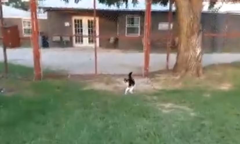 Chú mèo con tinh nghịch.