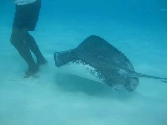 Cá đuối nước ngọt hay còn gọi là cá đuối gai độc có một thân hình dẹt như chiếc đĩa khổng lồ, có chất kịch độc nằm trong cái đuôi dài tới 0,2m. Loài vật này âm thầm tấn công con mồi như một sát thủ thực sự, có chiều dài có thể lên đến 4m và trọng lượng khoảng 100kg.