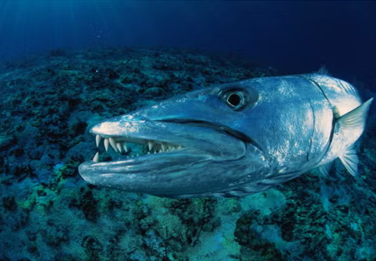 Cá Barracuda có thân hình thon dài gần 2m, giống như những quả ngư lôi sống với bộ hàm dài tới gần 10cm và hàm răng sắc nhọn. Vào mùa sinh sản, khi hàng trăm con Barracuda tập trung trong một khu vực, lượng thức ăn khan hiếm và chúng có thể ăn thịt cả đồng loại do bản tính hiếu chiến của mình, con người hoặc những loài cá lớn cũng có thể trở thành mồi ngon cho Barracuda.