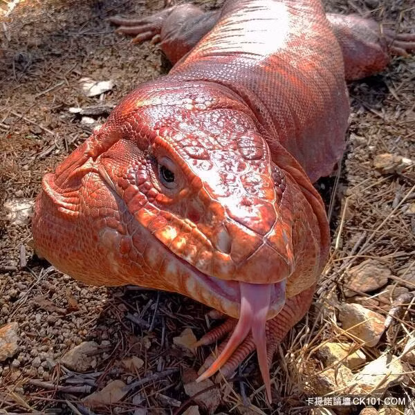 Nếu chỉ nhìn hình ảnh này ai cũng sẽ sợ hãi, nhưng sự thực thì đây là một chú thằn lằn vô cùng đáng yêu.