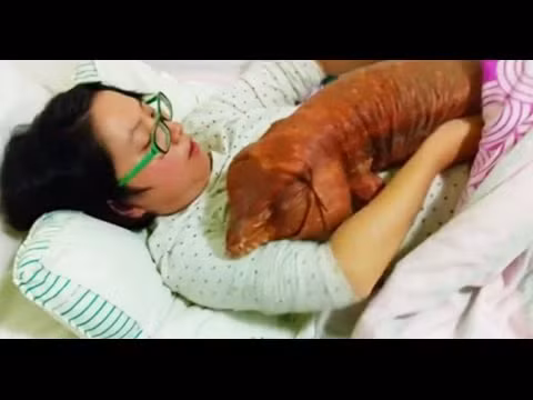 Chủ nhân MacGyver cho biết từ nhỏ con vật đã rất thông minh, khi cô gọi tên của nó, nó sẽ lập tức chạy tới.