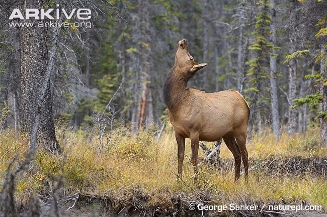 Cũng theo nghiên cứu, hươu Bắc Mỹ, cụ thể hơn là hươu cái sống càng lâu, chúng gần như không sợ bất kỳ mối đe dọa nào từ con người (con người là sinh vật đứng đầu chuỗi thức ăn, gây đe dọa đến sự tồn tại của nhiều sinh vật khác).