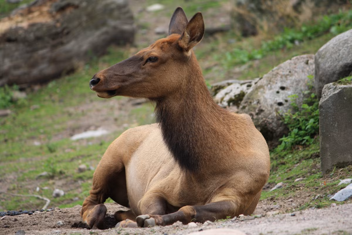 Những con hươu cái "thành tinh", sống đến 10 năm, các thợ săn lão luyện nhất cũng khó lòng bắt được. Sống càng lâu, những con hươu này nhận ra rằng chúng di chuyển càng ít, khả năng bị tấn công và bị phát hiện càng cao. Chúng hình thành một số thói quen phù hợp với độ rủi ro của từng khu vực chúng đã đi qua.