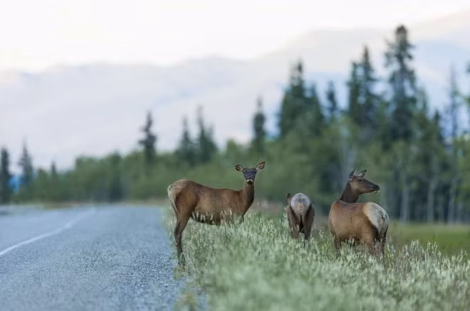 Muốn tìm hiểu lý do vì sao nhiều cá thể hươu cái có thể sống được rất lâu, các nhà nghiên cứu đã dành vài năm quan sát một đàn hươu tại Canada, họ đưa ra 2 giả thuyết; thứ nhất do sự chọn lọc của thợ săn, chủ yếu săn hươu đực và hươu khỏe; hai là do khả năng thích nghi sau nhiều năm bị săn đuổi.