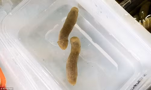 Bi an sinh vat nhay nhua duoi bien sau giong "cai ay"-Hinh-2