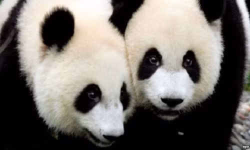 Sau 5 nam, gau truc Shin Shin khong lo sinh con