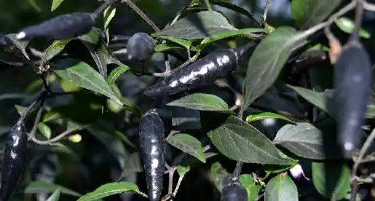 Ớt đen như than thành xu hướng, ai cũng trồng được Ot den nhu than thanh xu huong, ai cung trong duoc