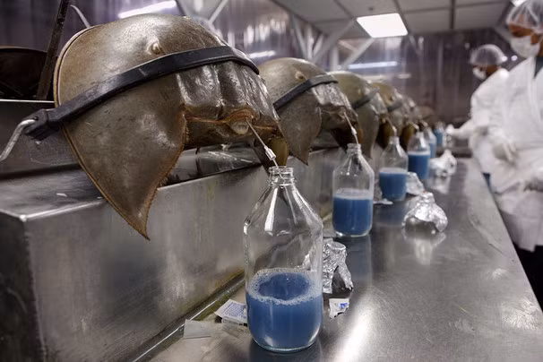 Sam biển. Sam biển có máu màu xanh, được sử dụng trong việc kiểm nghiệm hầu hết các loại vắc xin đang được lưu hành tại Mỹ. Dòng máu xanh của chúng được các công ty dược phẩm của Mỹ thu hoạch trong khoảng từ 24 tới 72 tiếng đồng hồ trước khi được thả về với tự nhiên.