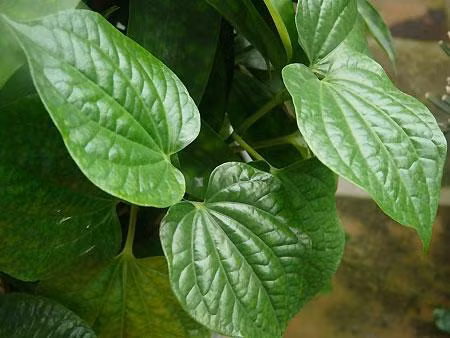 Bên cạnh đó, trầu không cũng được sử dụng như là chất kích thích, chất khử trùng và chất làm sạch hơi thở. Loài cây này cũng được sử dụng để điều trị chứng khó tiêu, đau đầu, táo bón, cũng như có tác dụng thông mũi và hỗ trợ tiết sữa.