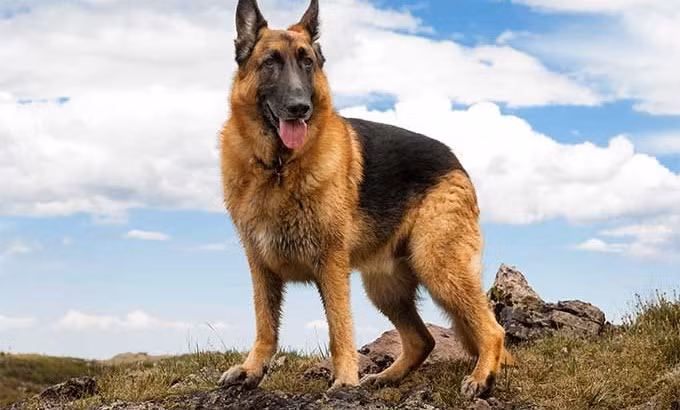  Chó Becgie. Chó Becgie nổi tiếng là giống chó thông minh và trung thành tuyệt đối. Nó hết lòng vì chủ cho dù có bị bỏ đói nhiều ngày trời. Vì thế mà giống chó này được huấn luyện nhiều nhất trên thế giới để thành chó nghiệp vụ, có mặt trong lực lượng cảnh sát và quân đội. 