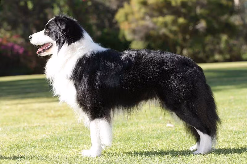 Chó Border Collie. Chó Border Collie được xem là giống chó thông minh nhất trên thế giới hiện nay. Bên cạnh đó, giống chó này còn rất trung thành. Hiện chó Border Collie được nuôi chủ yếu để tham gia các môn thể thao, trong các rạp xiếc và các thí nghiệm nghiên cứu về trí thông minh trên chó.